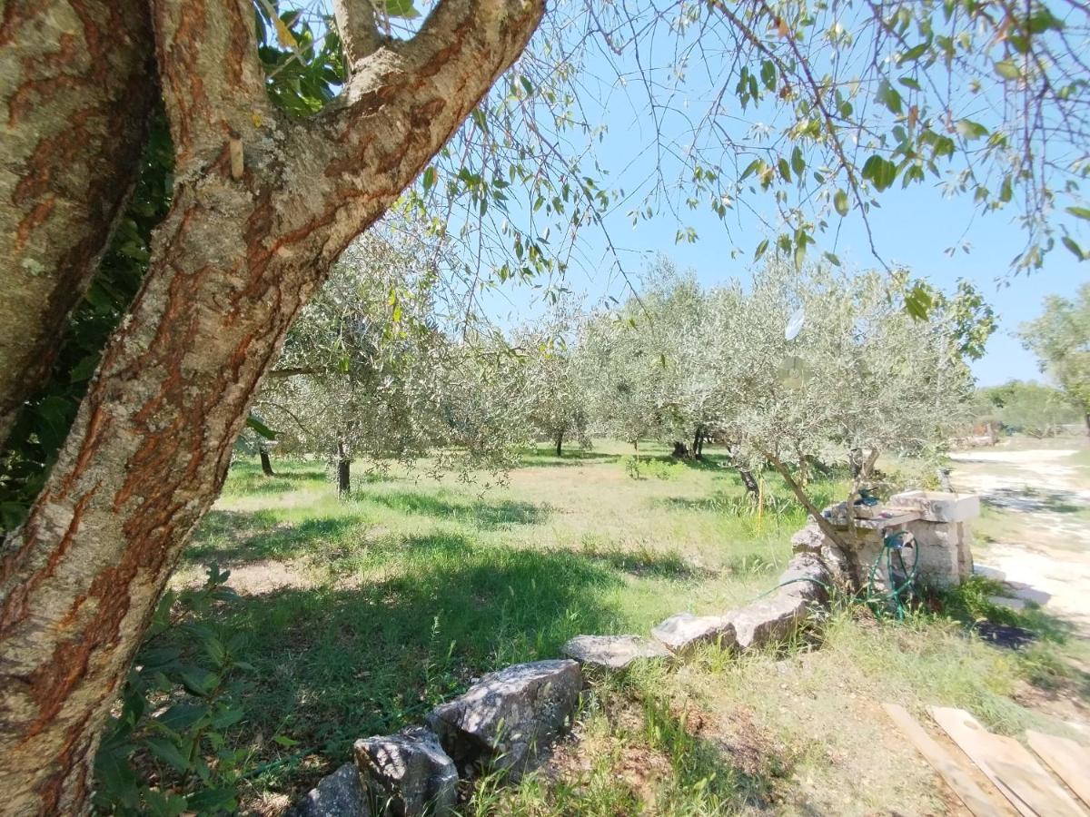 파자나 Marti'S House In The Olive Grove 아파트 외부 사진