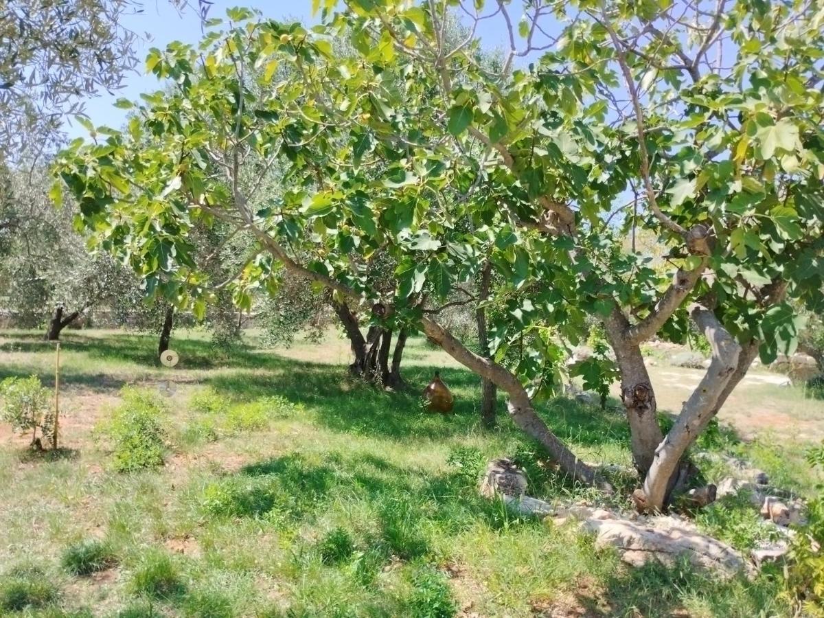 파자나 Marti'S House In The Olive Grove 아파트 외부 사진