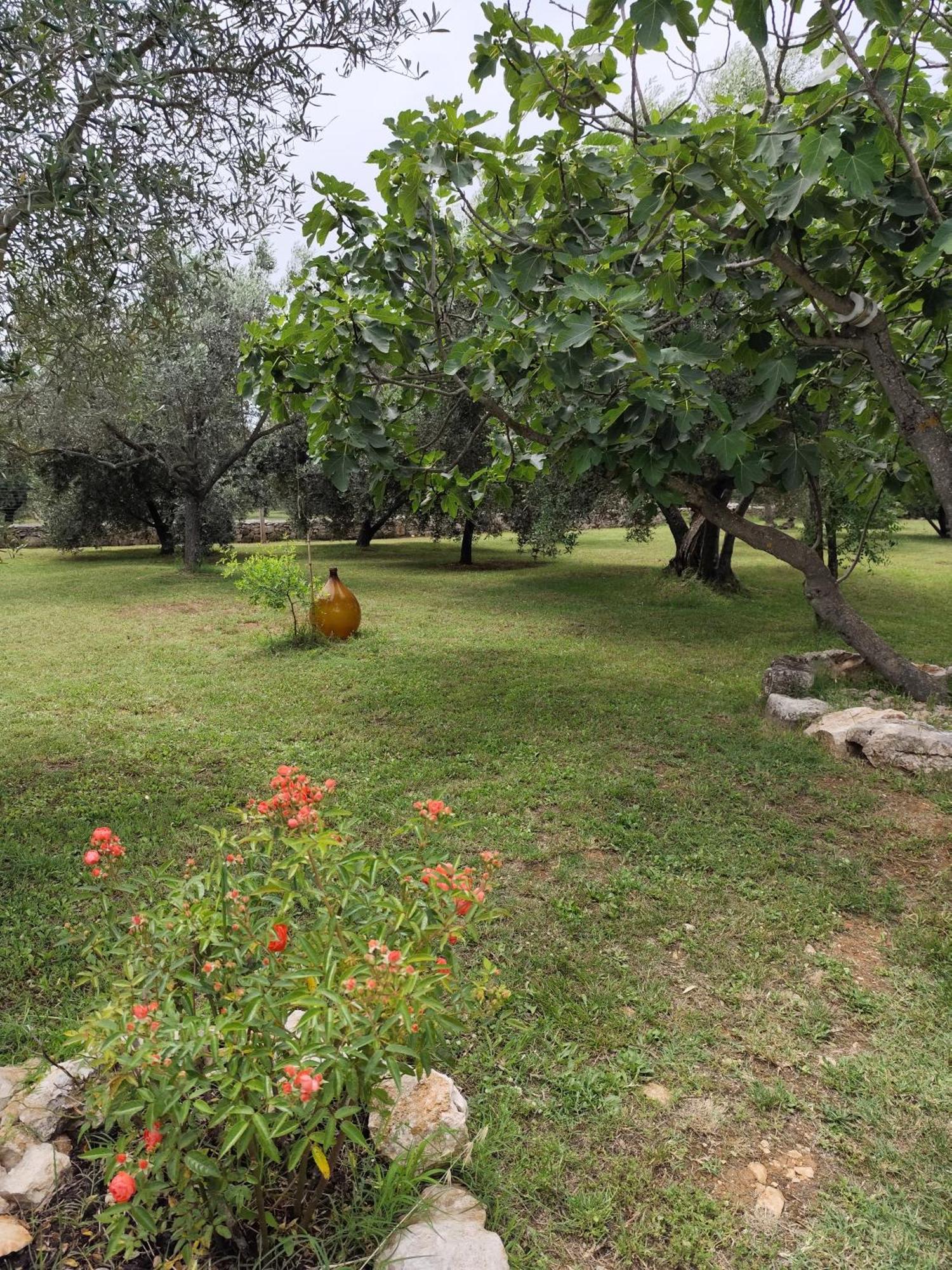 파자나 Marti'S House In The Olive Grove 아파트 외부 사진